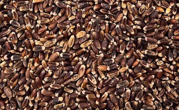 Purpurhvede, hele kerner